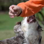 How to avoid and respond to dog and animal bites