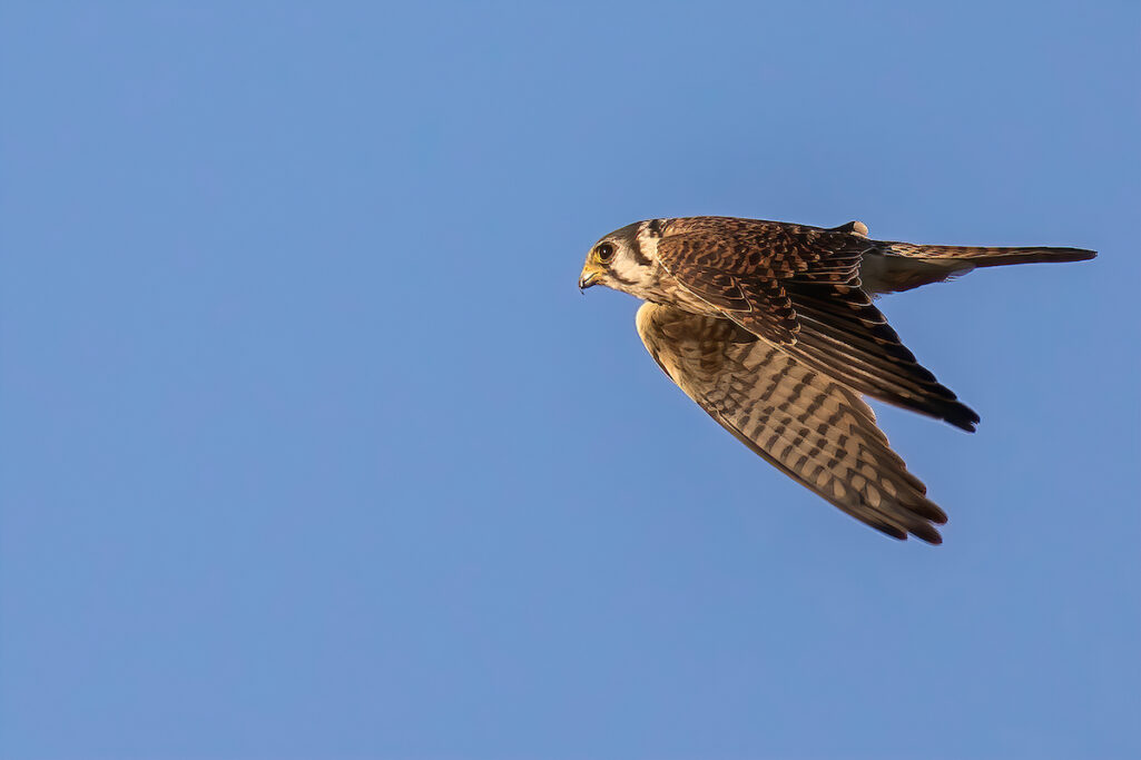 The mystery bird