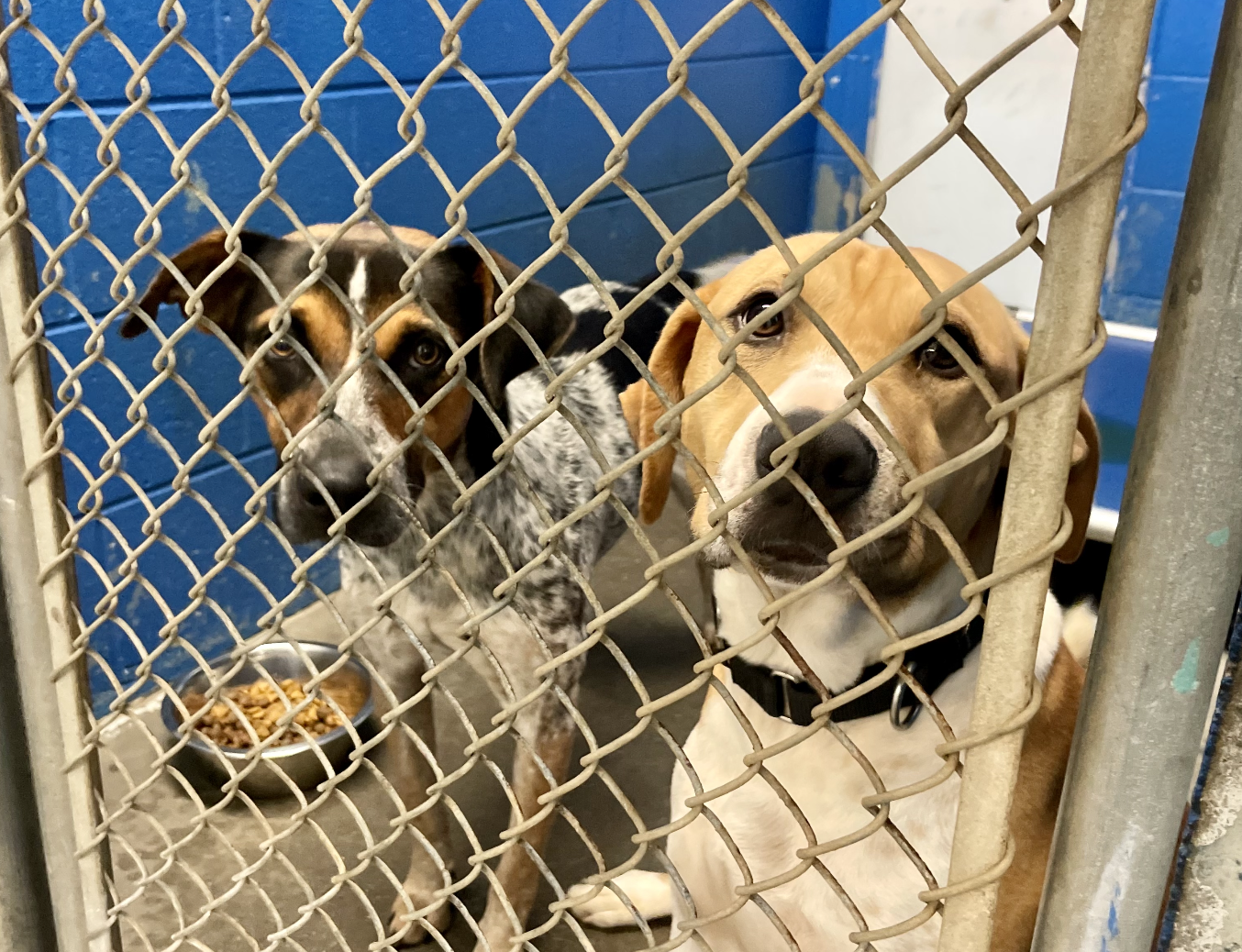 Habersham County Animal Shelter