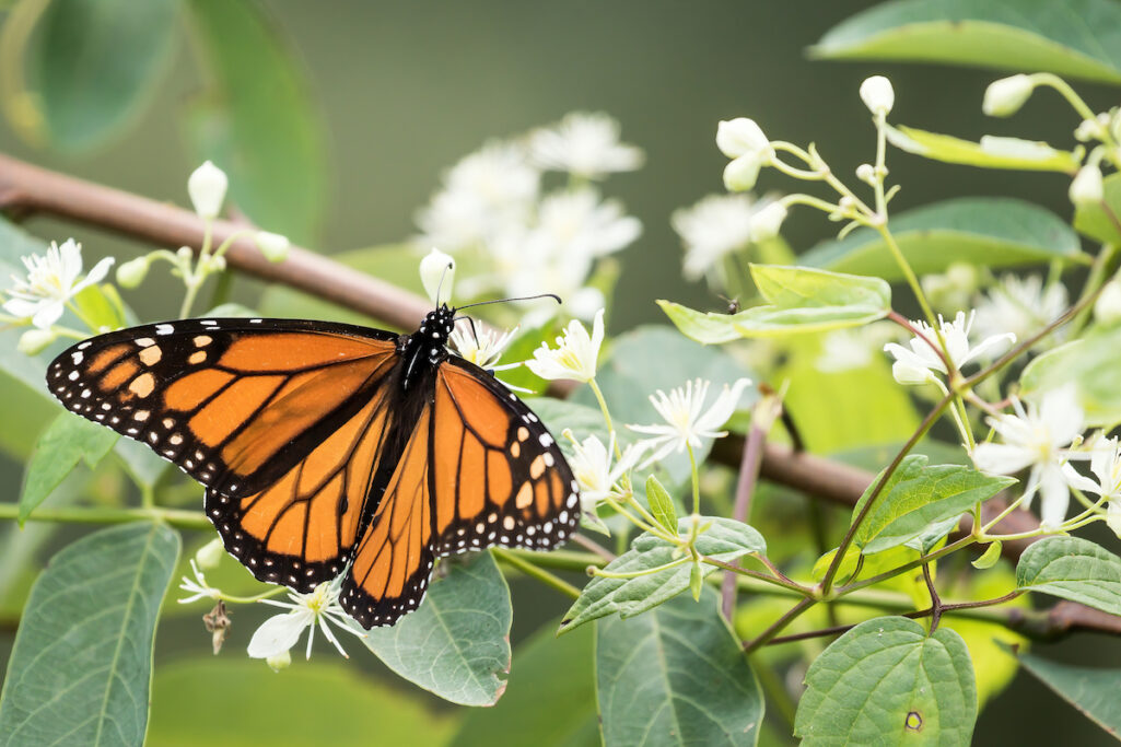 The Monarchs are coming