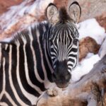 Zoo Atlanta welcomes handsome 17-year-old zebra, ‘Wembe’