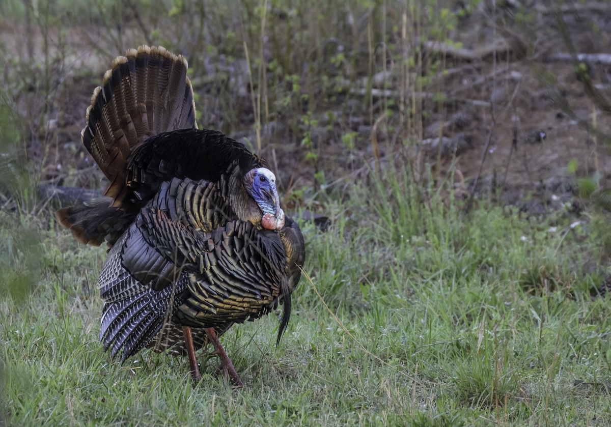 wild turkey