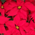 NGTC Horticulture poinsettia sale