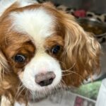 Rescued: 52 animals in Northeast Georgia hoarding, breeding case