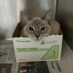 23 animals living in ‘poor conditions’ rescued from Gainesville residence