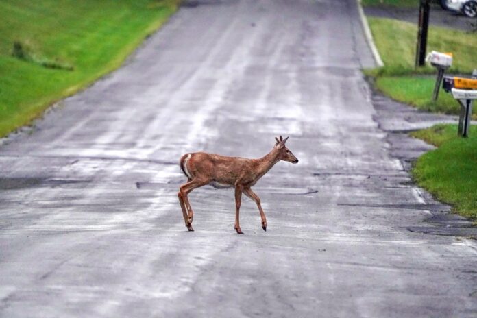 White,Tail,Deer,Crossing,The,Road,Near,The,Houses,In