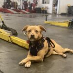 Hayes Chevrolet needs help finding ‘Scout’s’ owner