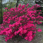 Spring has Sprung in Georgia