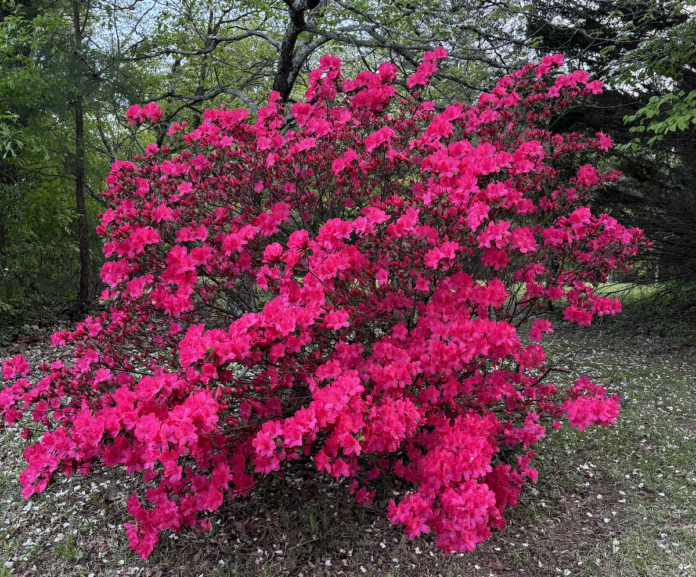 azalea