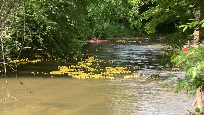 duck floating down the Soque