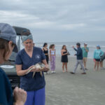 A second chance at life for rehabilitated sea turtles released off Georgia coast