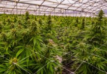 Trump ‘very strongly’ considering loosening federal marijuana regulations