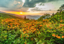 Roads Less Traveled: Flaming flowers