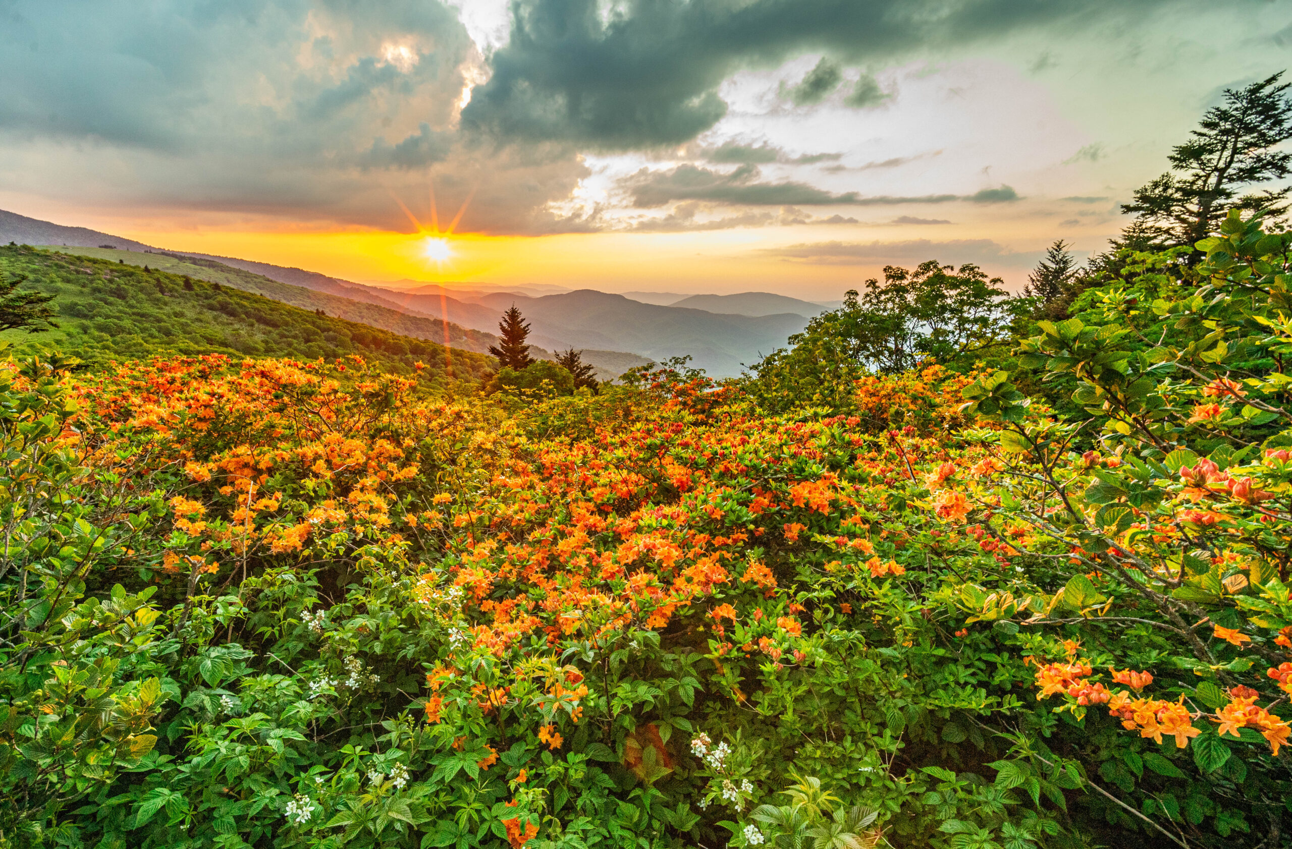 Roads Less Traveled: Flaming flowers