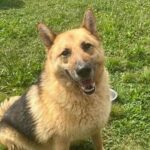 A steak and eggs morning fundraiser for animal shelter