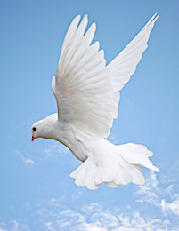 Beautiful white dove in flight