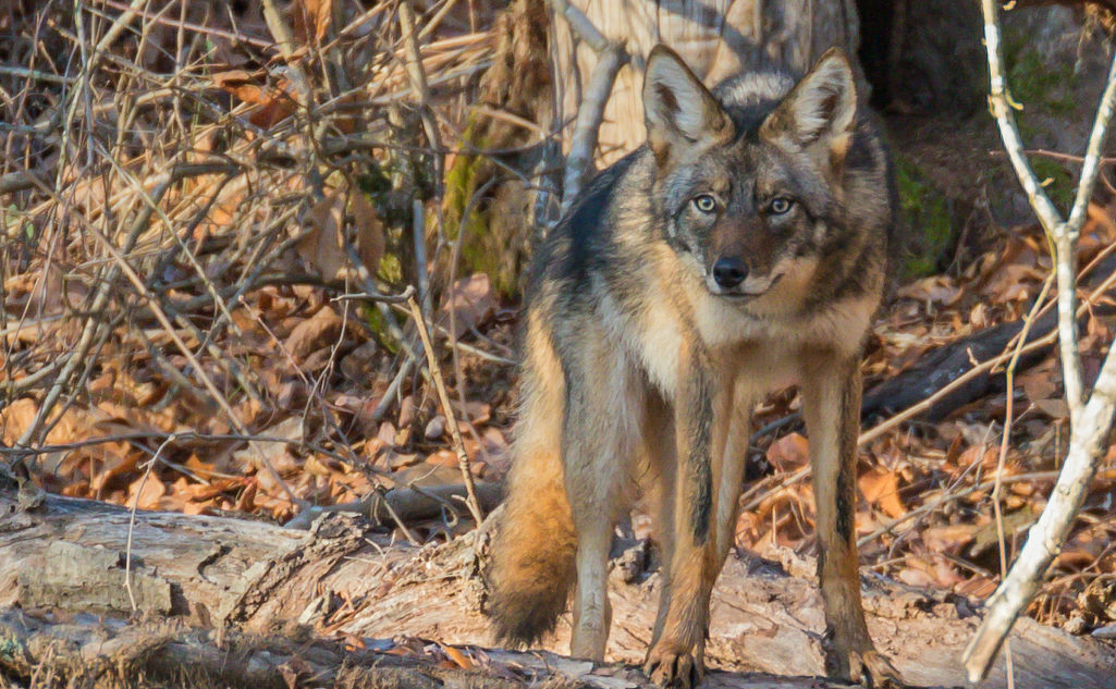 New nature column coming to Now Habersham