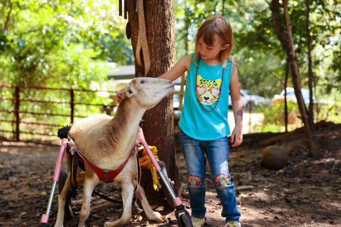 Winnie Penny Farm & Sanctuary10