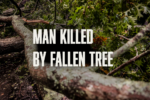 Fatal tree crash: Man killed in Hall County mobile home