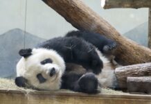Xi says 2 giant pandas from China will arrive at Atlanta’s zoo in the coming days