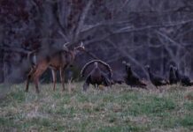 Thanksgiving standoff