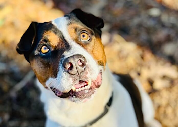 Eddie Pet of the Week Nov. 23, 20242