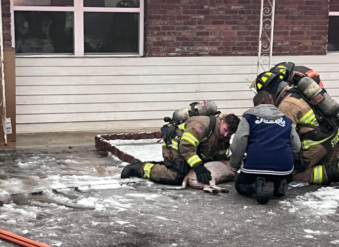 Hall County firefighters rescue family pet