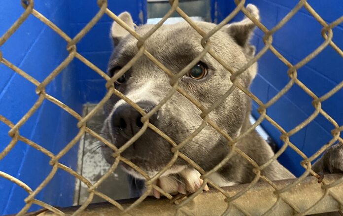 dogs-for-adoption-at-HCACC2022-12-20-at-9.51.13-AM-8-e1750243055428