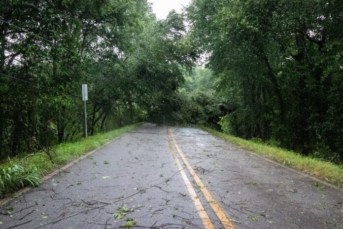 tree down across roadway