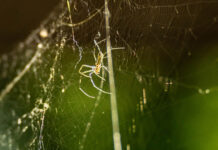 Joro spiders: a sticky neighbor