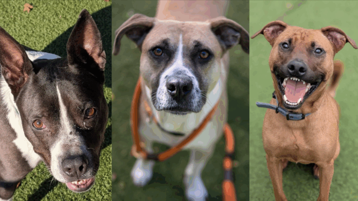 Empty the Shelter event