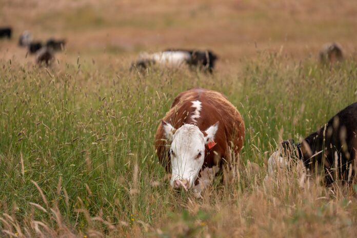 cows eating grass