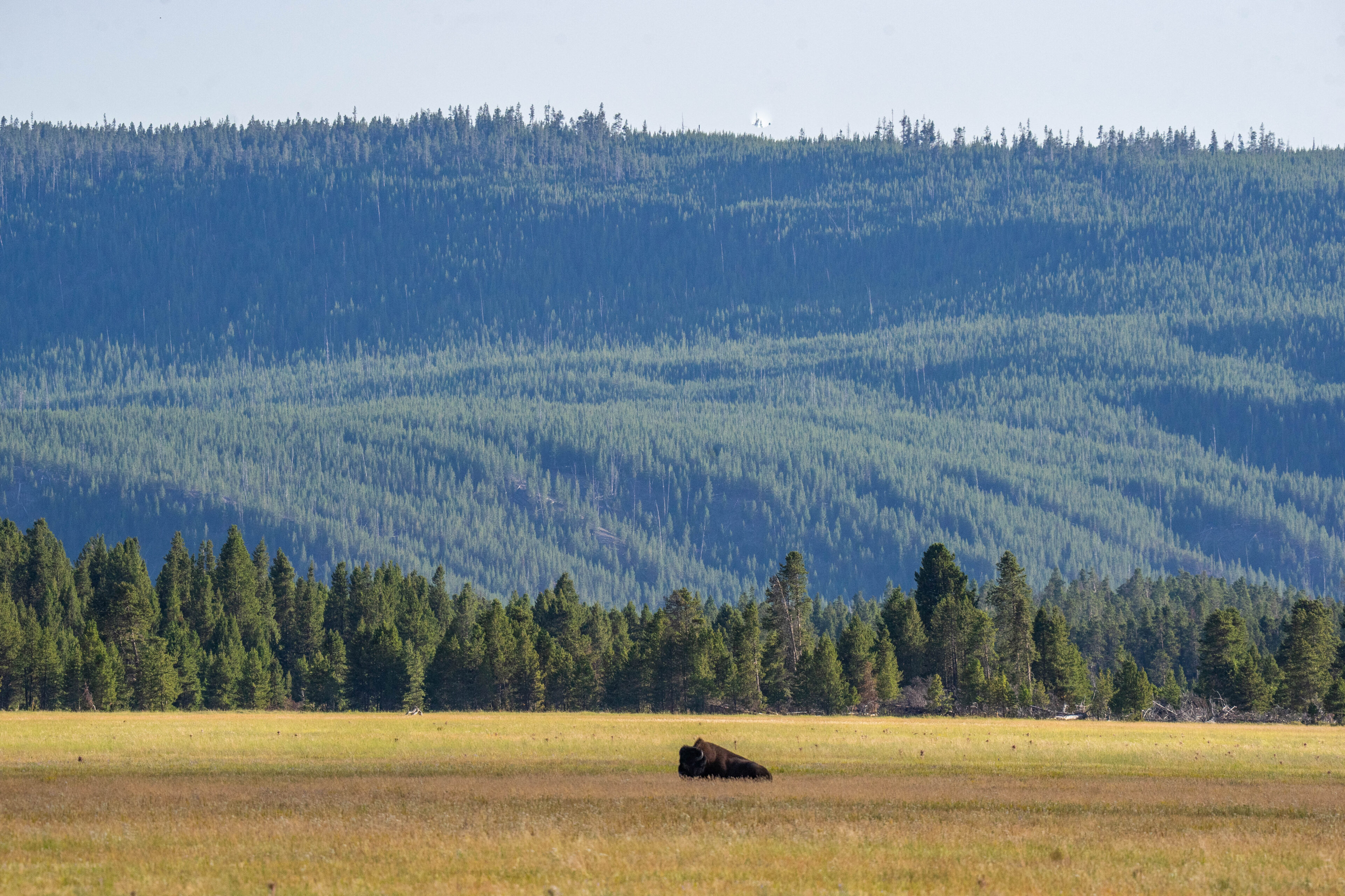Go West, young man: Cranes and bison and bears, oh my!