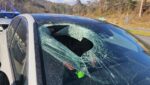 Motorist in North Carolina tells 911: ‘I just had a bald eagle drop a cat through my windshield’