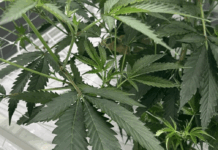 Georgia commission approves license for new medical cannabis dispensary as demand grows