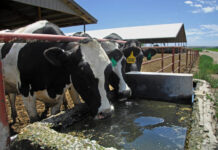 Whole milk back on school lunch menus, under bill on its way to Trump