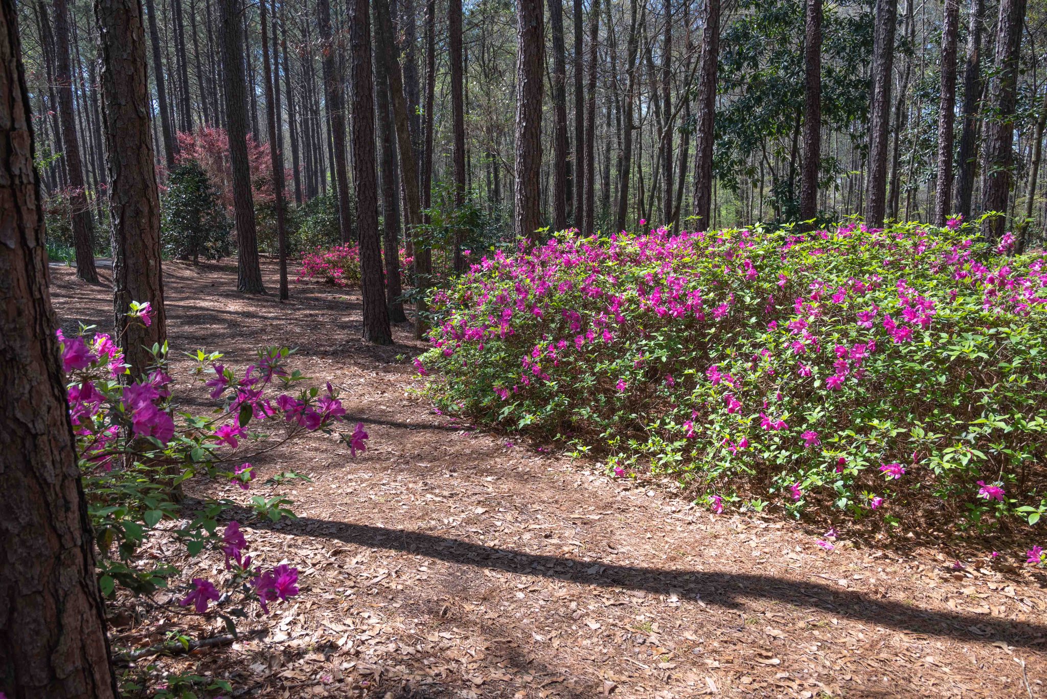 Azaleas at their peak in Georgia - Now Georgia