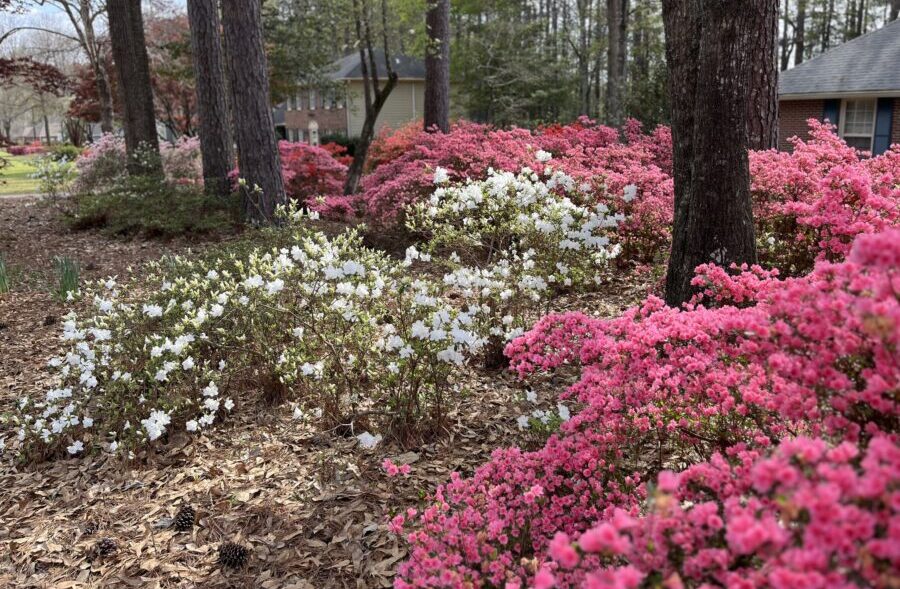 Azaleas at their peak in Georgia - Now Georgia