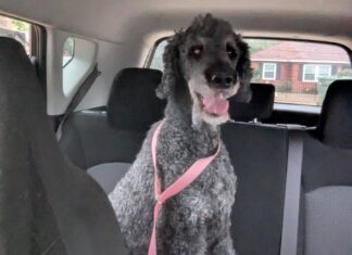 Small Business Spotlight: Vickey’s VIP Pet Taxi and Pet Sitting