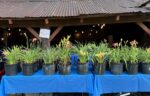 Annual Daylily Festival coming up tomorrow