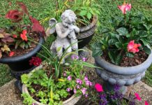 Tips for successful container gardening