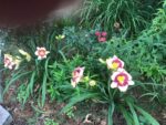 Daylilies are a tough and beautiful addition to your garden