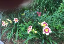 Daylilies are a tough and beautiful addition to your garden
