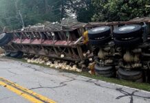 Chicken truck overturns in Clermont, spilling birds and closing road for hours