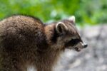Rabies warning in Columbus