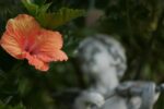 Creating a tropical paradise with hibiscus