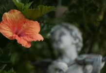 Creating a tropical paradise with hibiscus