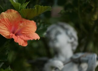 Creating a tropical paradise with hibiscus