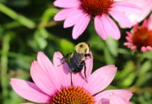 We can’t live without pollinators