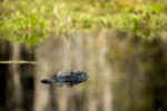 The Okefenokee is on the verge of UNESCO World Heritage status, bringing promise — and pressure